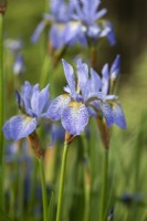 Iris sibirica 'Papillon' - Siberian iris