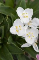 Weldenia candida - Shining white weldenia