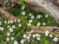 Anemone nemorosa - Windflowers growing among fallen wood
