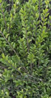 Lonicera pileata 'Moss green' box-leaved honeysuckle