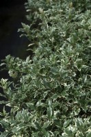 Osmanthus heterophyllus 'Variegata' holly osmanthus