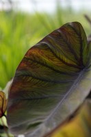 Colocasia esculenta 'Black magic' taro, leaf detail 