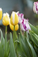 Tulipa 'Purple Circus' and 'Burning Flame' - Fringed Tulips