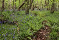 Hyacinthoides non-scripta, Bluebells in open woodland with Corylus avellana, common hazel and 
Pteridium aquilinum, bracken. May, UK.