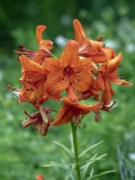 Lilium lancifolium 'Splendens' - Lance-leaved Lily 