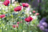 Papaver somniferum - Opium poppies