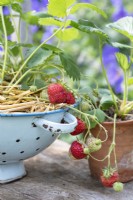 Fragaria x ananassa - Strawberries in a colander