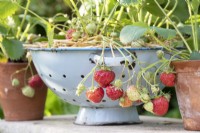Fragaria x ananassa - Strawberries in a colander