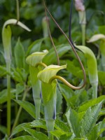 Arisaema tortuosum - Whipcord Cobra Lily
