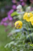 Meconopsis cambrica - Welsh poppy