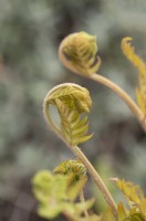 King fern, Dryopteris affinis 'Cristata' foliage unfurling. Close up detail. Spring