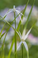 Rhynchospora colorata 'Dancing Star' flowering in Summer - June