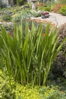 Crocosmia 'Lucifer' foliage supported with a metal plant support. Briar Cottage Garden. Devon NGS garden. Spring