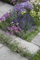 Mixed daisies and perennials in #knollingwithdaisies garden at RHS Hampton Court Palace Garden Festival 2022