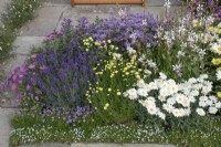 Mixed daisies and perennials in #knollingwithdaisies garden at RHS Hampton Court Palace Garden Festival 2022#knollingwithdaisies garden at RHS Hampton Court Palace Garden Festival 2022