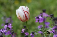 Tulipa 'Happy Generation' - Tulip - with Erysimum 'Bowles's Mauve' - Wallflower 'Bowles's Mauve'