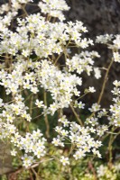 Saxifraga paniculata, spring May