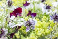 Bouquet containing Alchemilla mollis, Lathyrus 'Beaujolais', Nigella papillosa 'Delft Blue', Centranthus ruber White - Valerian, Briza maxima - Quaking grass and Orlaya grandiflora
