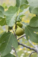 Ficus carica 'White Ischia' - Fig
