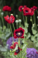 Papaver somniferum - Red opium poppy