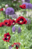 Papaver somniferum - Red opium poppy