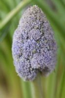 Muscari armeniacum  'Fantasy Creation'  Double flowered Grape hyacinth  Young flower head starting to open  March
