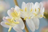 Lonicera x purpusii  'Winter Beauty'  Honeysuckle  February
