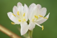 Lonicera x purpusii  'Winter Beauty'  Honeysuckle  March
