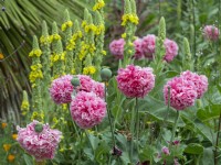  Papaver somniferum-double pink opium poppy and  
Verbascum thapsus - Common Mullein