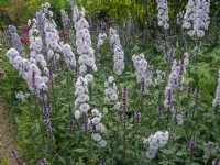 Delphinium 'Moonlight' and Stachys officinalis 