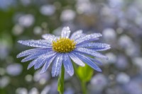 Kalimeris incisa 'Charlotte' flowering in Summer - July