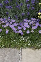 Brachyscome 'Mauve Magic' - Swan River Daisy along a flower border in #knollingwithdaisies garden at RHS Hampton court flower show 2022 - Designed by Sue Kent