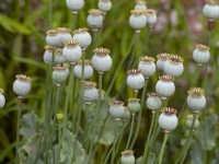 Papaver somniferum Opium poppy seed pods Norfolk garden June
