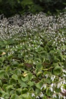 Saxifraga stolonifera 'Rubra' creeping saxifrage