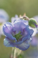 Geranium pratense 'Else Lacey' flowering in Summer - July