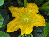 Cucurbita - Butternut squash flower