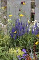 Veronica longifolia 'Blauriesin' - Garden speedwell in the Joy club garden at RHS Hampton court flower show 2022 - Designed by Zavier Kwek