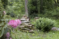 Rhododendron Sneezy flowers beside a pile of logs and ferns. Lewis Cottage, NGS Devon garden. Spring.