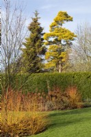 Cornus sanguinea 'Midwinter Fire' with Thuja plicata hedge, Picea orientalis 'Skylands' and Pinus sylvestris 'Aurea' beyond - January

Gap Meadow, The Bressingham Gardens, Norfolk, designed by Adrian Bloom.