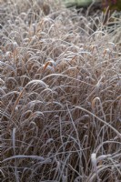 Imperata cylindrica 'Rubra' - cogon grass - January