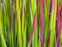 Imperata cylindrica 'Rubra' - Japanese Blood Grass 