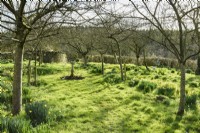 Sundial in a spring orchard with daffodils
