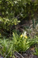 Iris bucharica in March