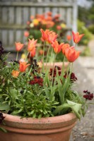 Tulipa 'Ballerina' in pots with dark wallflowers in April