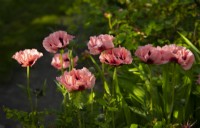 Papaver orientale 'Mrs Perry' in a border at the White House in Countersett, North Yorkshire