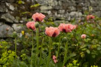 Papaver orientale 'Mrs Perry' in a border at the White House.