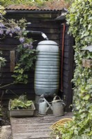 A water butt with two metal watering cans beside a wooden shed. Lewis Cottage, NGS Devon garden. Spring.