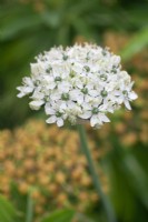 Allium nigrum - June