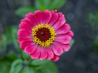 Zinnia elegans and Seven spotted ladybird
