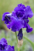Iris 'Titans Glory' with water droplets - June